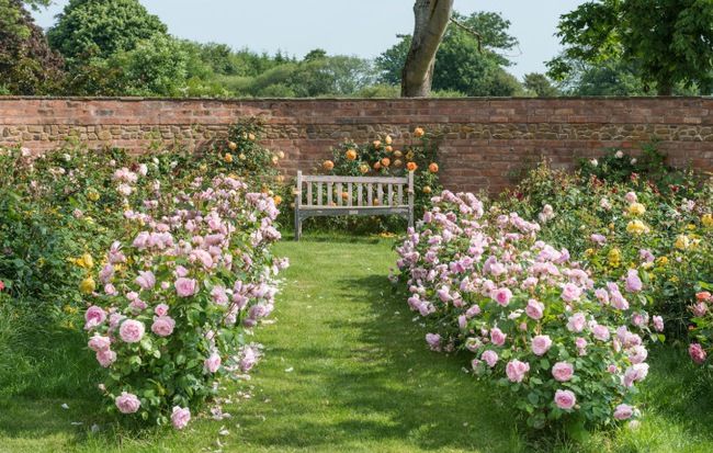 Sân vườn hoa hồng trước nhà được nhiều người yêu thích
